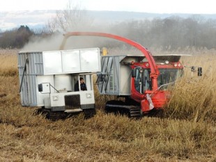 Specialist harvesters are used to cut and collect reed off Shapwick Heath NNR
